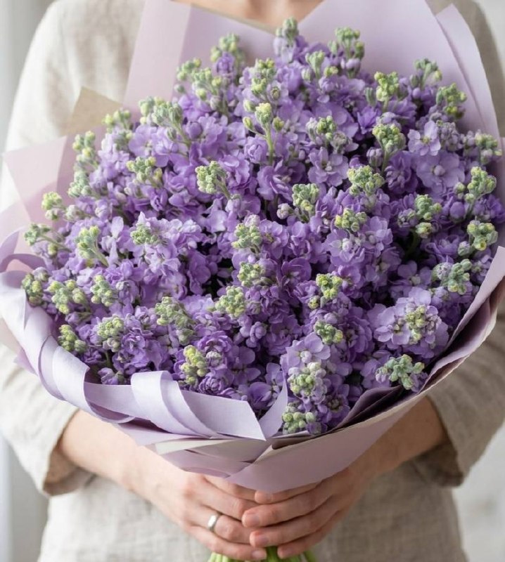 Моно-букет из фиолетовой маттиолы